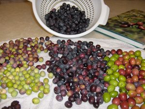 Arbequina ve Frantoio çeşidi meyveleri