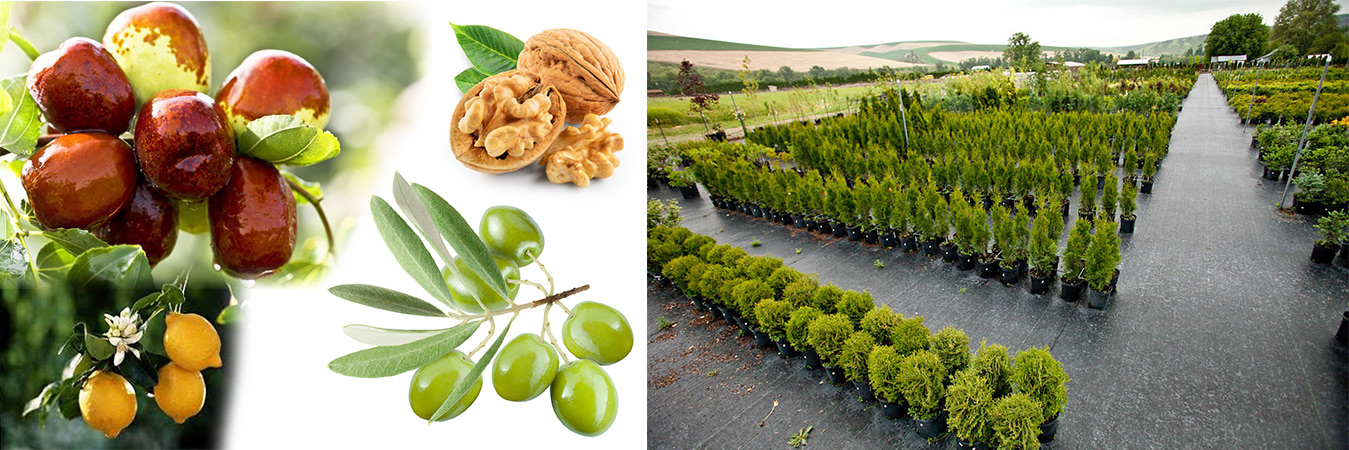 Türkiye 'nin her bölgesine
meyve fidanı satışı.