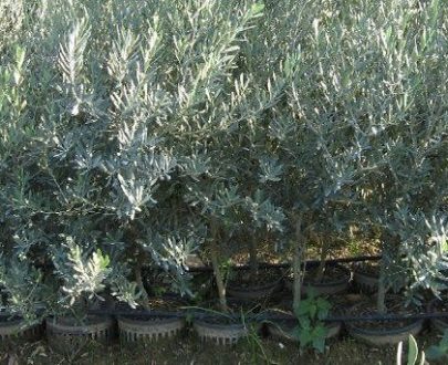 Ayvalık Edremit Zeytin Fidanı