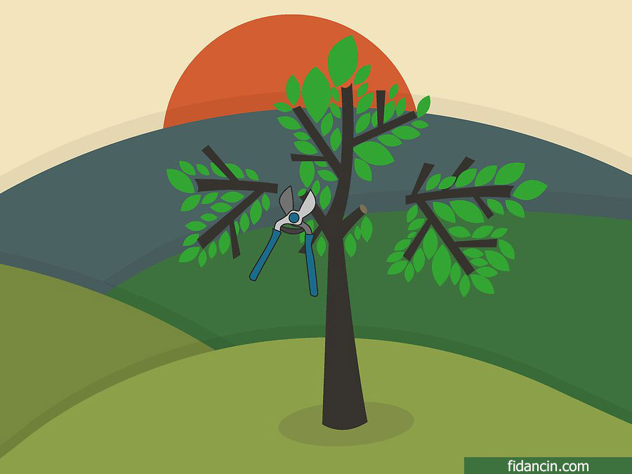 ceviz fidanı budama 2