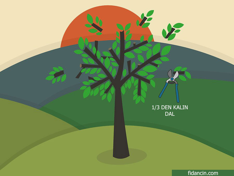 üçte birinden kalın dal