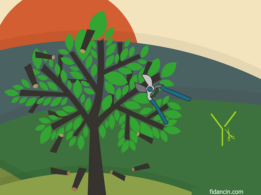 ceviz fidanı budaması çatalı