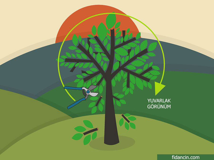 yuvarlak görünüme budama