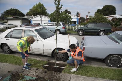 fidanın çukura yerleştirilmesi