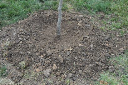 kök höyüğü oluşturma