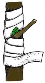 t göz aşısı tekniği 9