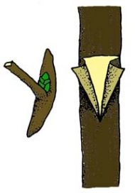 t goz aşısı tekniği 7