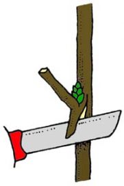 t göz aşısı tekniği