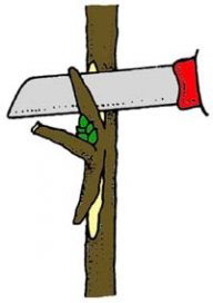 t göz aşısı tekniği 2