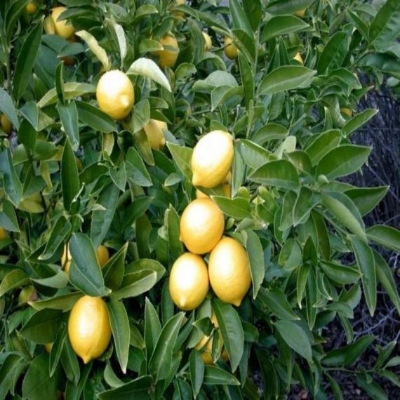 Tüplü Yediveren Limon Fidanı