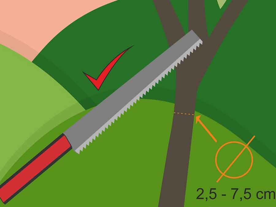 Zeytin Ağacı Nasıl Budanır?