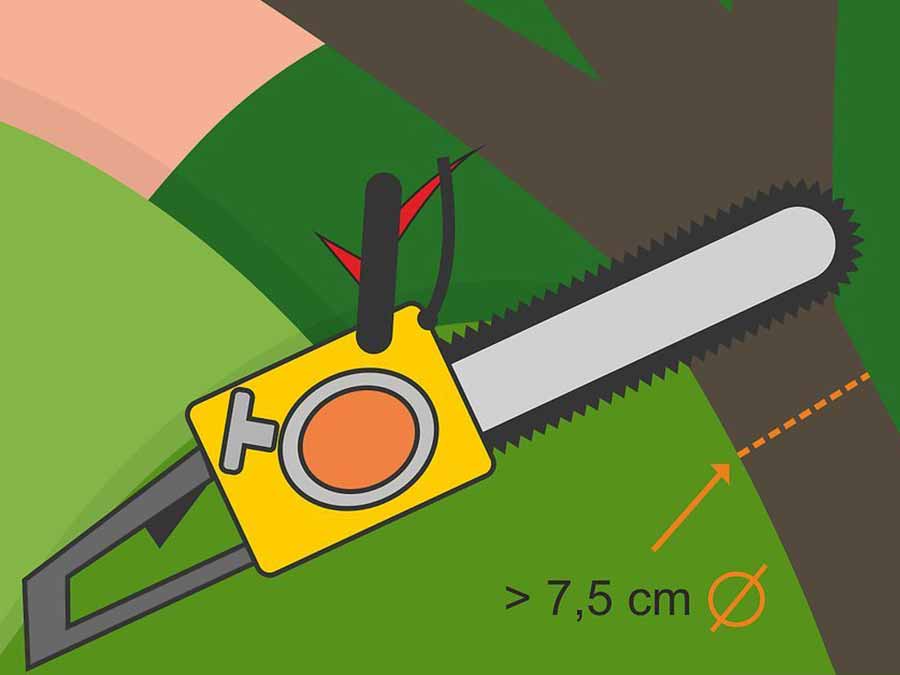 Zeytin Ağacı Nasıl Budanır?