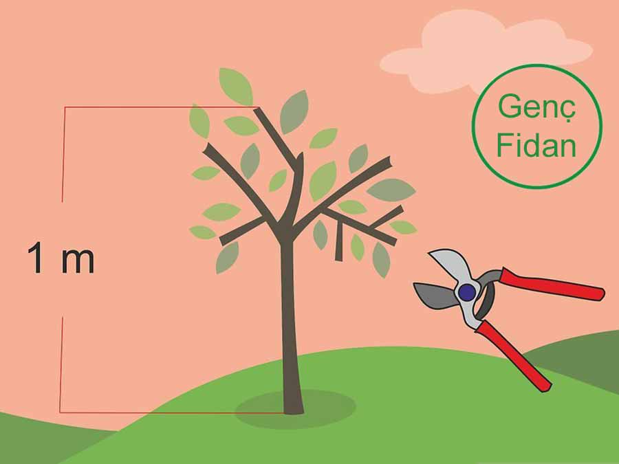 zeytin ağacı budama yöntemleri