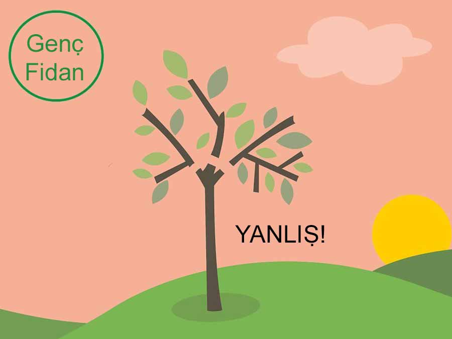 zeytin ağacı budama yöntemleri