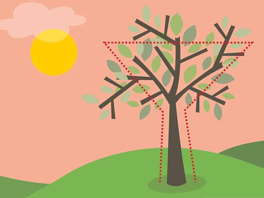 zeytin ağacı budama yöntemleri