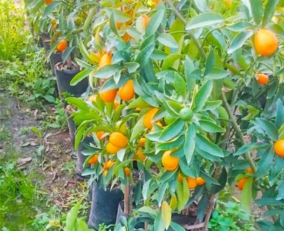 Kamkat & Kumkuat Fidanı *Üzeri Meyveli*