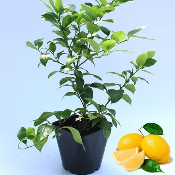 Çekirdeksiz Limon Fidanı - Mersin
