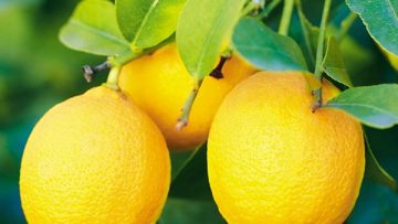 Türkiye de Limon Yetiştirilebilen Yerler