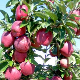 Starking Elma Fidanı – Verimli, Dayanıklı ve Yüksek Aromalı