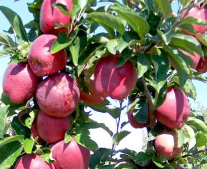 Starking Elma Fidanı – Verimli, Dayanıklı ve Yüksek Aromalı